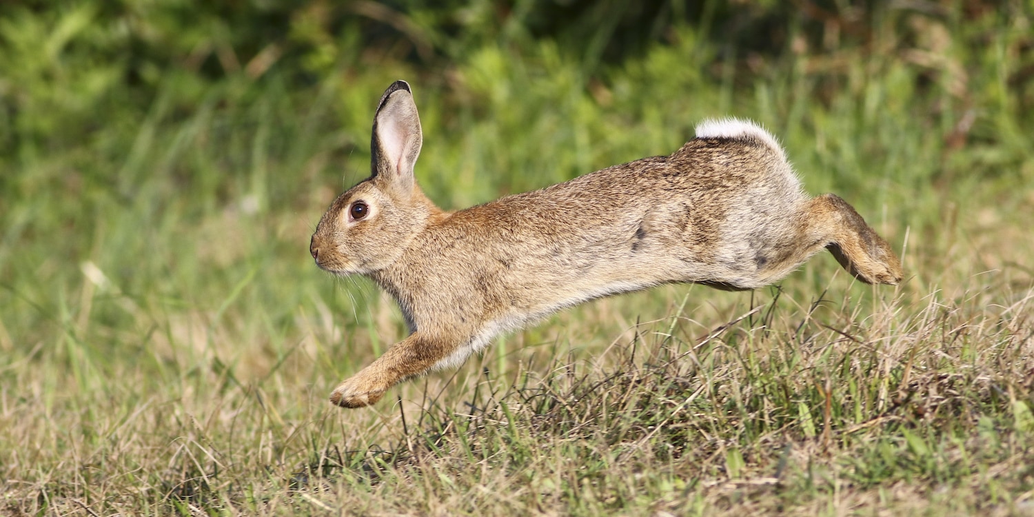 A wild rabbit that could be hunted with air guns